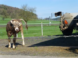 Spring on a Swiss Farm