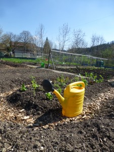 Life on the Swiss Farm