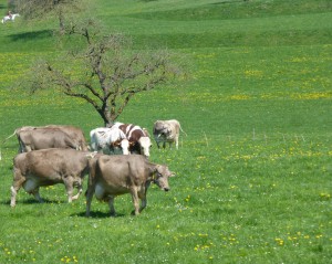 Life on the Swiss Farm