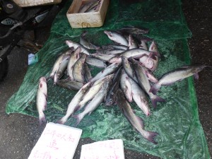 Jumping frogs and squirming eels: Shopping in a Chinese wet market