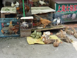 Jumping frogs and squirming eels: Shopping in a Chinese wet market