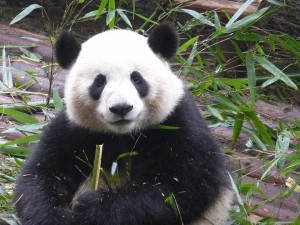 In black and white: Visiting the Chengdu Panda Reserve