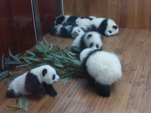 In black and white: Visiting the Chengdu Panda Reserve 