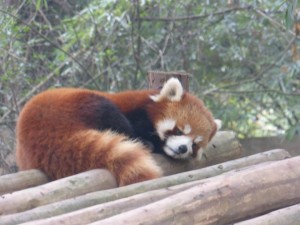 In black and white: Visiting the Chengdu Panda Reserve