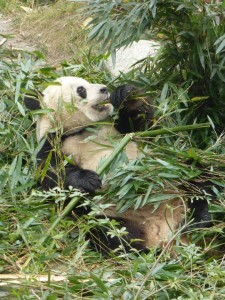 In black and white: Visiting the Chengdu Panda Reserve
