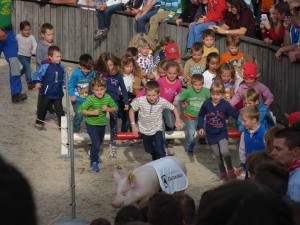 Children are employed with candy to chase the pigs back from the track for another round of betting.