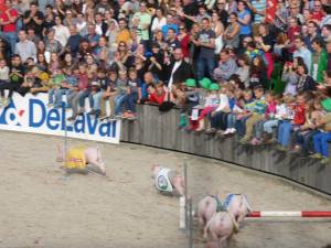 This round of Olma's famous pig race is won by a pig sponsored by the local favorite Schützengarten.